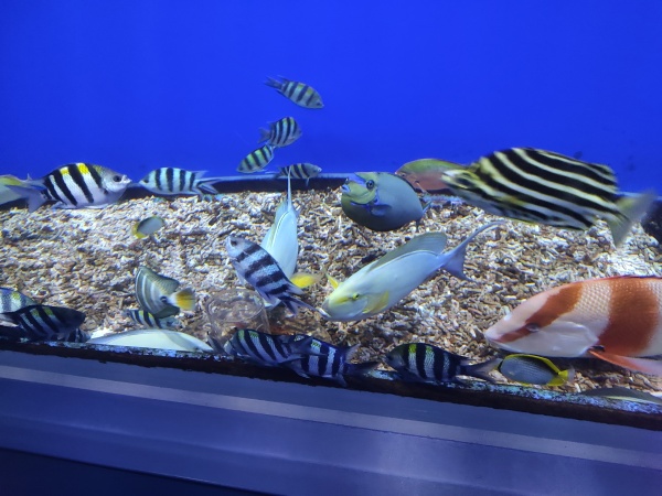 Osaka Aquarium Kaiyūkan, l un des plus grands aquariums du monde