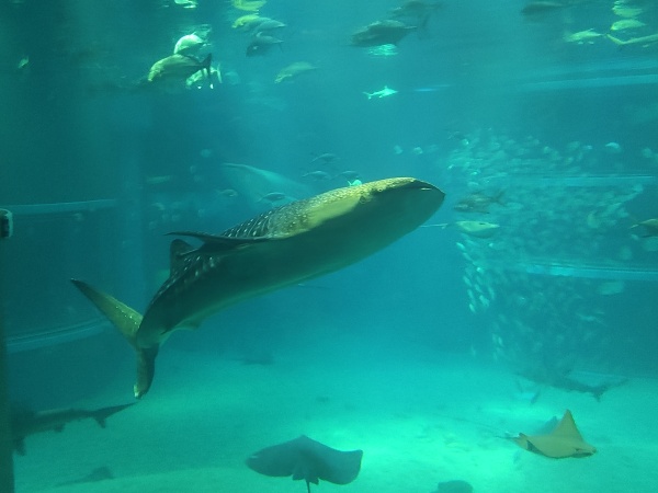 Osaka Aquarium Kaiyūkan, l un des plus grands aquariums du monde
