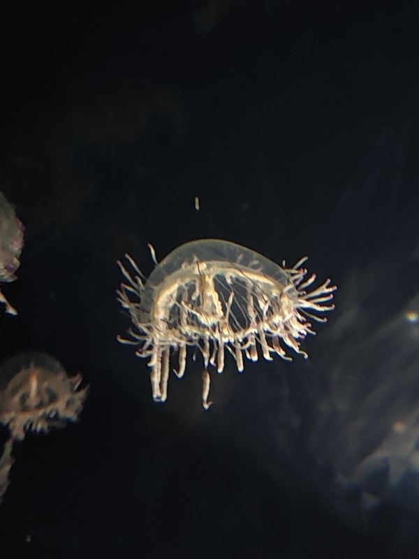 Osaka Aquarium Kaiyūkan, l un des plus grands aquariums du monde
