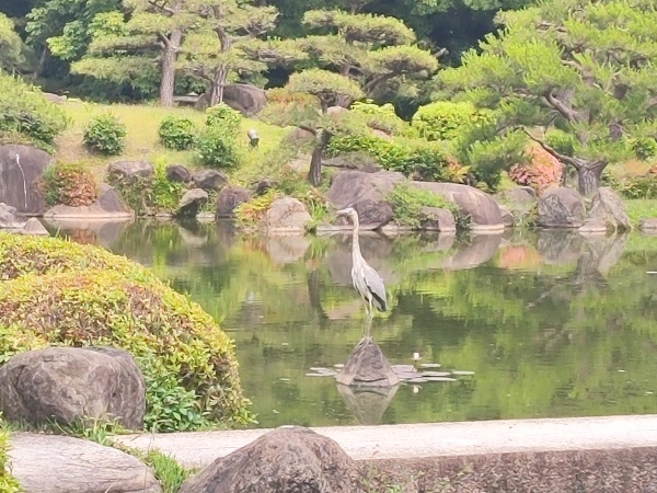Keitaku-en, le jardin japonais du parc Tennōji à Osaka