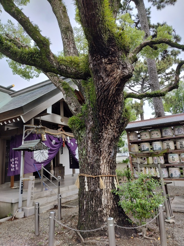 Ōtori Hagoromohama-jinja, le sanctuaire du manteau de plumes à Takaishi