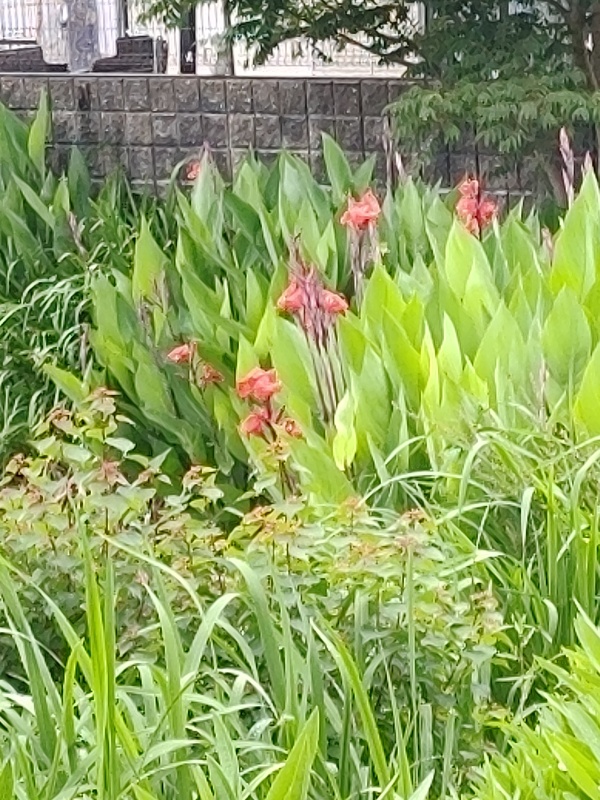 Le parc Momogaike, un étang paisible au sud d Osaka