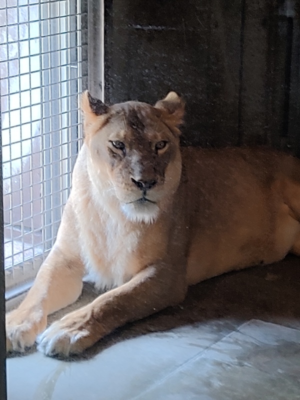 Le zoo de Tennōji, l oasis animalière au cœur d Osaka