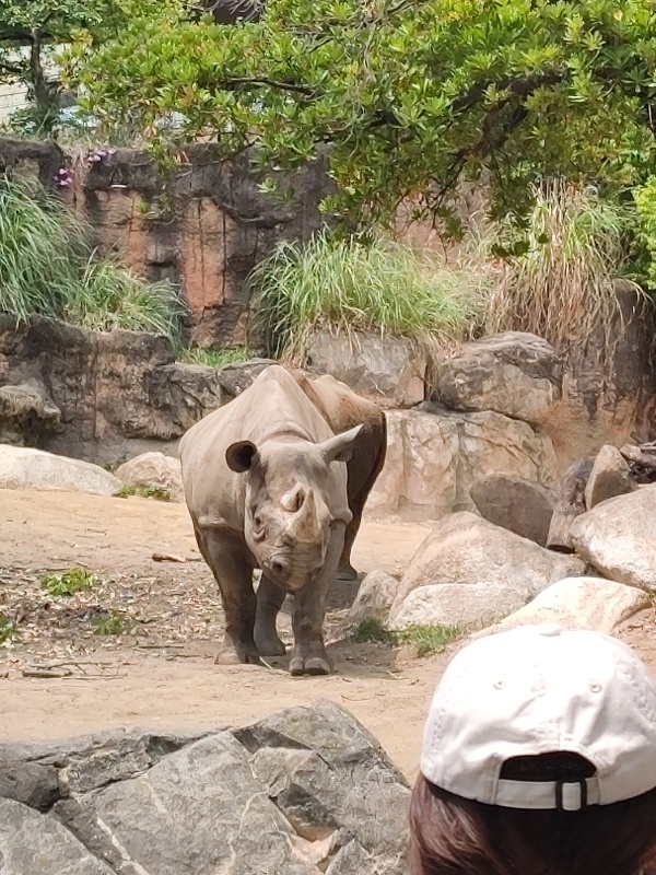 Le zoo de Tennōji, l oasis animalière au cœur d Osaka