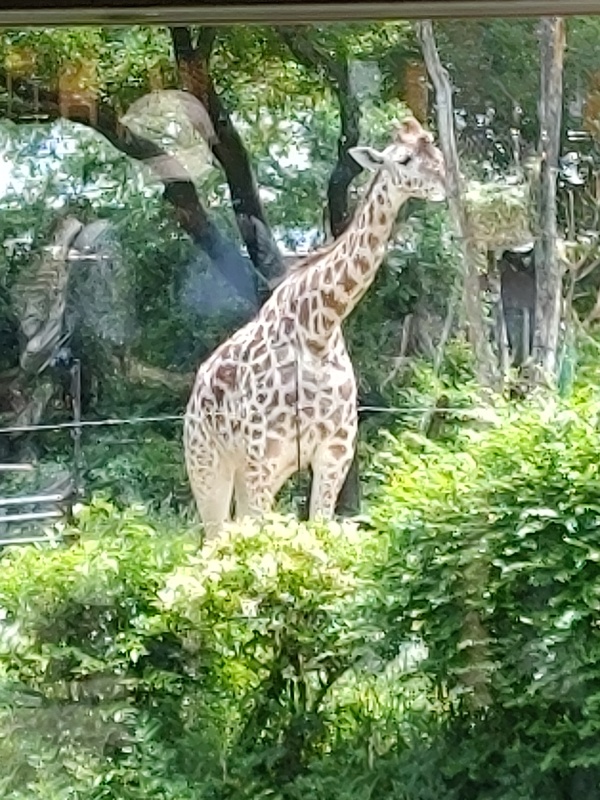 Le zoo de Tennōji, l oasis animalière au cœur d Osaka