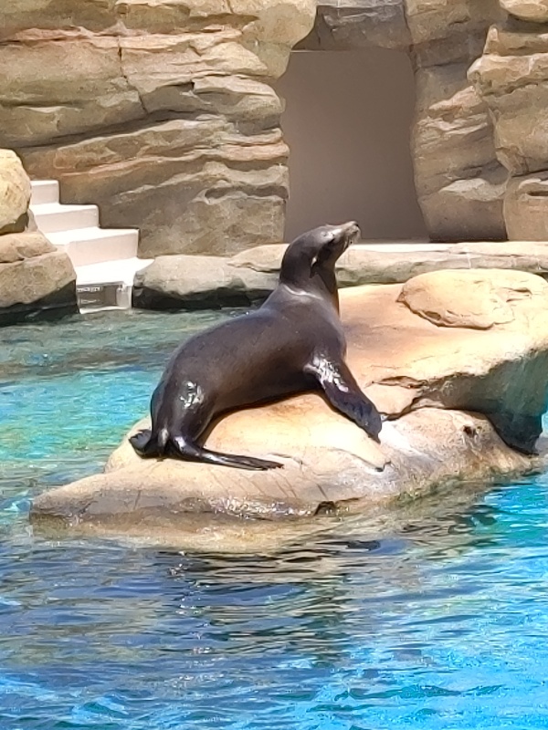 Le zoo de Tennōji, l oasis animalière au cœur d Osaka