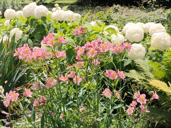 Shinjuku Gyoen, le grand jardin national de Tokyo